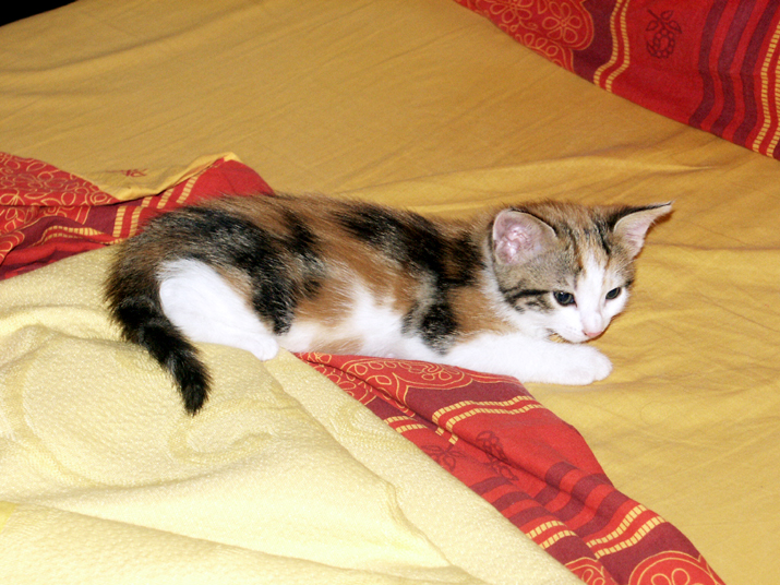 caramel 06-04 027.jpg - DCF 1.0